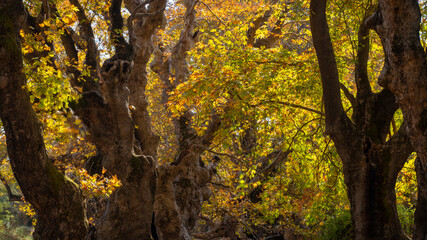 plane trees at the autumn season