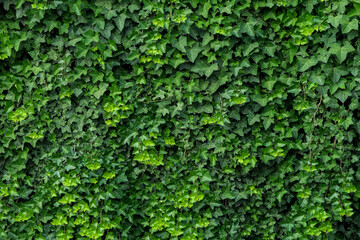 Green ivy as background texture, natural backdrop