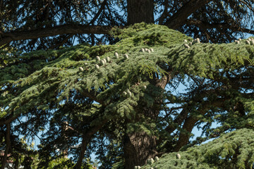 Cedrus deodara with cones close-up