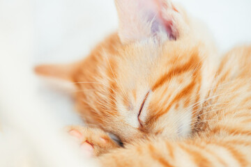 Cute little ginger kitten in the collar sleeps on white soft cat bedding