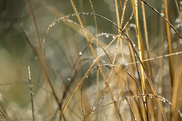 dreamy background with grasses