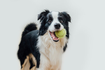 Funny portrait of cute puppy dog border collie holding toy ball in mouth isolated on white background. Purebred pet dog with tennis ball wants to playing with owner. Pet activity and animals concept.