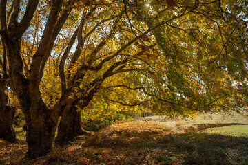 Fototapeta premium plane tree at the autumn season