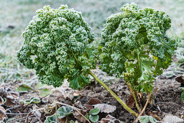 frosted kale cabbage in the garden