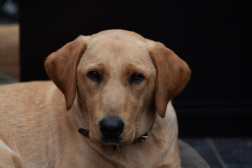 Blonde Labrador retriever dog portrait. High quality photo