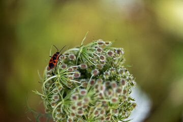 fire bug on wild carrot