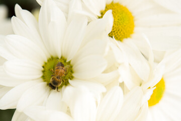 Bee in white flower 
