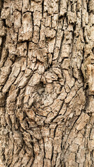 Dry tree bark close up vertically.