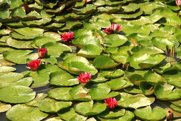 Uherce Mineralne © woodyd