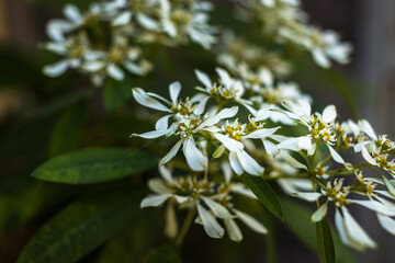Fototapeta premium close up of white flowers