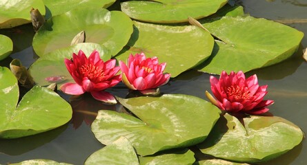 Uherce Mineralne © woodyd