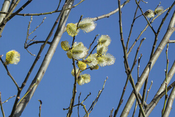 branches against blue sky