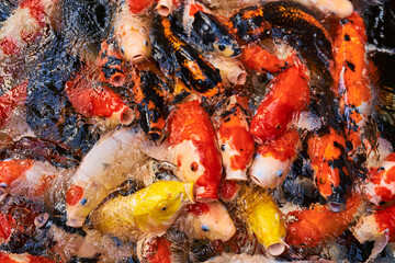 Colorful carp fish swimming in pond.