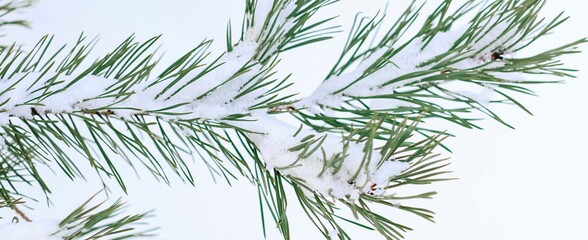 Pine branches are covered with snow. Christmas, winter, New Year, nature banner. Selective focus.	