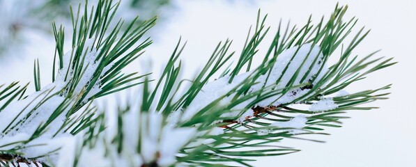 Pine branches are covered with snow. Christmas, winter, New Year, nature banner. Selective focus.	