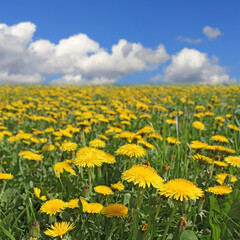 Yellow flowers dandelion under blue cloudy sky 