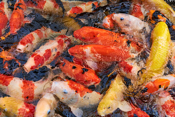 Obraz na płótnie Canvas Colorful carp fish swimming in pond.