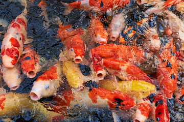 Obraz na płótnie Canvas Colorful carp fish swimming in pond.