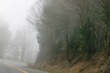 Obraz premium fog in the forest