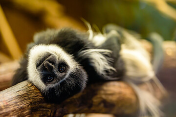 The mantled guereza (Colobus guereza), also known simply as the guereza, a type of Old World monkey.