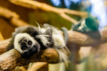 Fototapeta premium The mantled guereza (Colobus guereza), also known simply as the guereza, a type of Old World monkey.