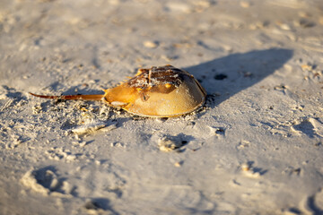 crab on the beach