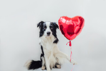 St. Valentine's Day concept. Funny portrait cute puppy dog border collie holding red heart balloon in paw isolated on white background. Lovely dog in love on valentines day gives gift.