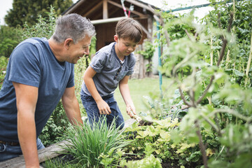Mature man looking at son gardening raised bed at back yard