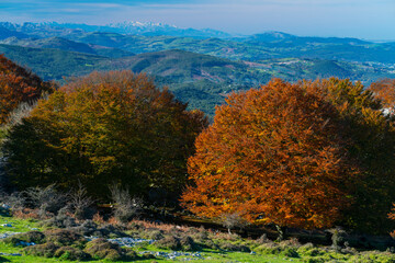 Beech forest in autumn at Cerredo Mountain, Cantabrian Sea, MONTAÑA ORIENTAL COSTERA MOC, Castro Urdiales, Cantabria, Spain, Europe