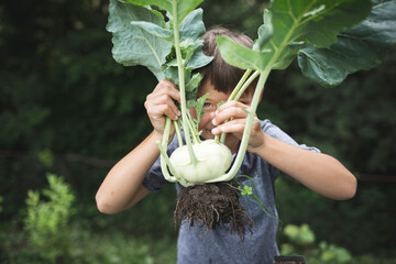 Cute boy holding fresh kohlrabi while standing at vegetable garden
