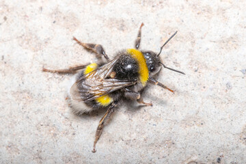 Bombus terrestris bumblebee walking on a concrete wall