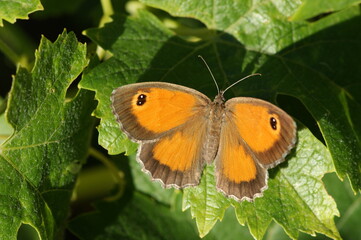 Southern Gatekeeper (Pyronia Cecilia)