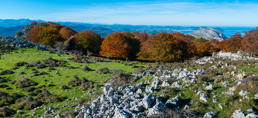 Beech forest in autumn at Cerredo Mountain, Cantabrian Sea, MONTAÑA ORIENTAL COSTERA MOC, Castro Urdiales, Cantabria, Spain, Europe