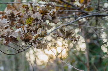 Yellowed leaves on tree branches in the forest 