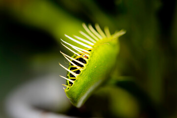 Closed up of a fly which has been caught inside a venus fly trap plant