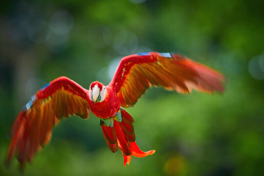 Colorful Scarlet Macaw parrot, flying directly at camera. Bright red and blue South American parrot, Ara macao, flying with outstretched  wings, iluminated by setting sun. Costa Rica.