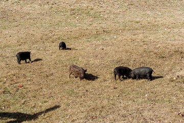 Small pig and wild boar on a farm