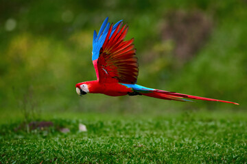 Flying ara parrot, isolated on blurred green background. Bright red and blue south american parrot,  Ara macao, Scarlet Macaw, flying with outstretched wings in tropical forest, Costa Rica.