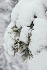 first snow in the park on trees