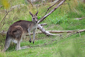 Female Kangaroo in green - Churchill NP, Victoria, Australia