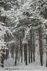 first snow in the park on trees