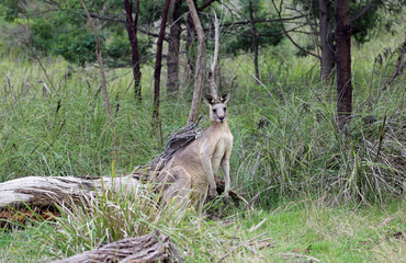 Wild Kangaroo in Churchill NP, Victoria, Australia