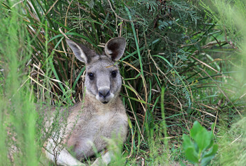 Kangaroo resting  - Churchill NP, Victoria, Australia