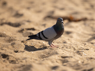 pigeon on the sand
