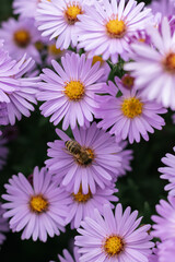 Fototapeta premium blooming blue asters