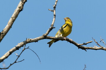 Bright greenfinch sits on a branch in the park against the blue sky. Urban green and yellow warbler in nature habitat.