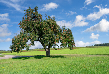 Countryside with an old Apple Tree