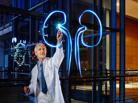 Mature male nephrologist examining kidney in laboratory at hospital