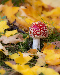 Red fly agaric musrooms