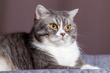 Gray cat lies on bed. The pet comfortably settled to sleep or to play.